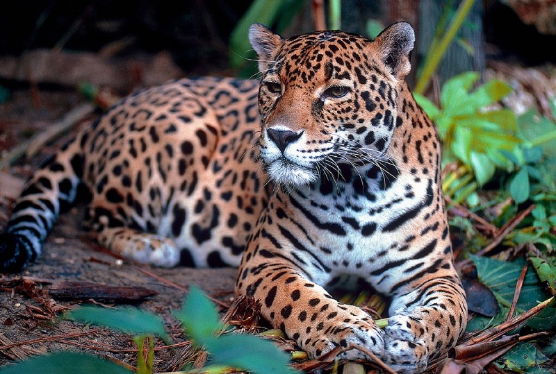 Este noviembre se llevará a cabo la celebración del Mes del Jaguar en Valle