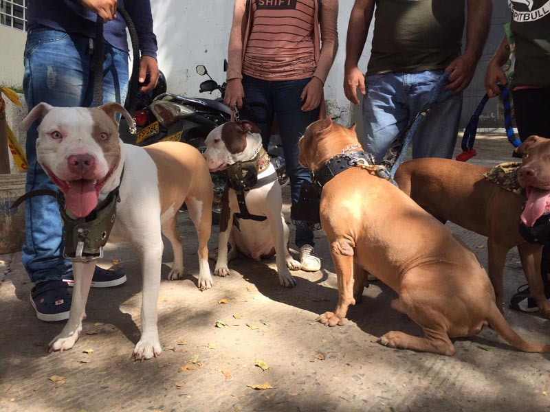 Dueños de perros considerados 'peligrosos', sancionados más de 100 veces en 2018