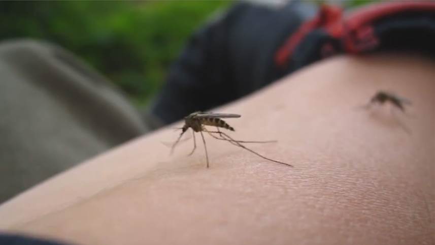 Mosquito creado para combatir el dengue llegaría a Cali para prevenir virus