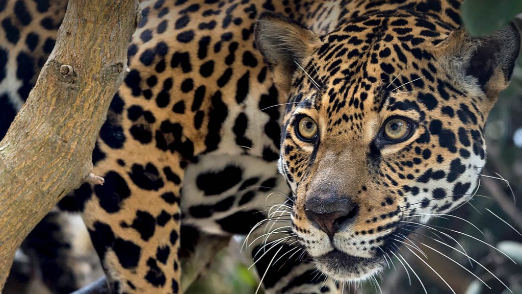 Alerta por ataque de jaguar a caballos y novillos en el sur del Cauca