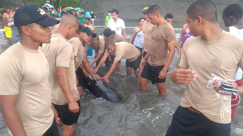 En video: Armada Nacional rescató a ballenato que encalló en playa de Juanchaco
