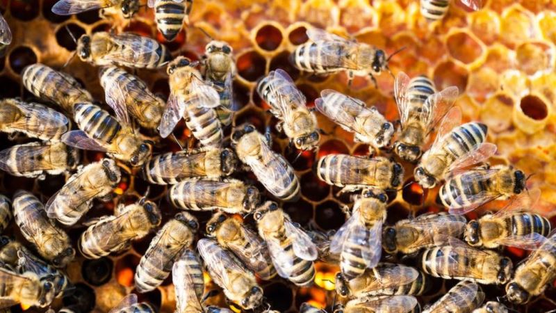 Hombre con síndrome de down falleció tras ser picado por enjambre de abejas en Cali