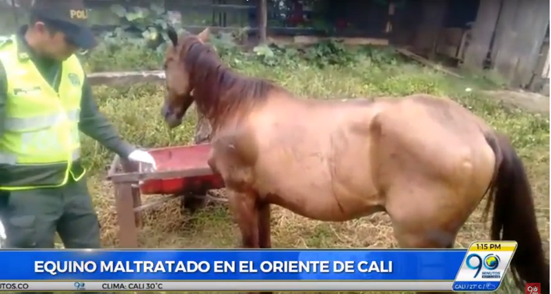 Policía Ambiental rescató caballo que era maltratado en el oriente de Cali