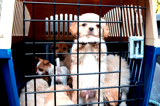 Cachorritos que iban a ser comercializados en Cali se recuperan para ser adoptados
