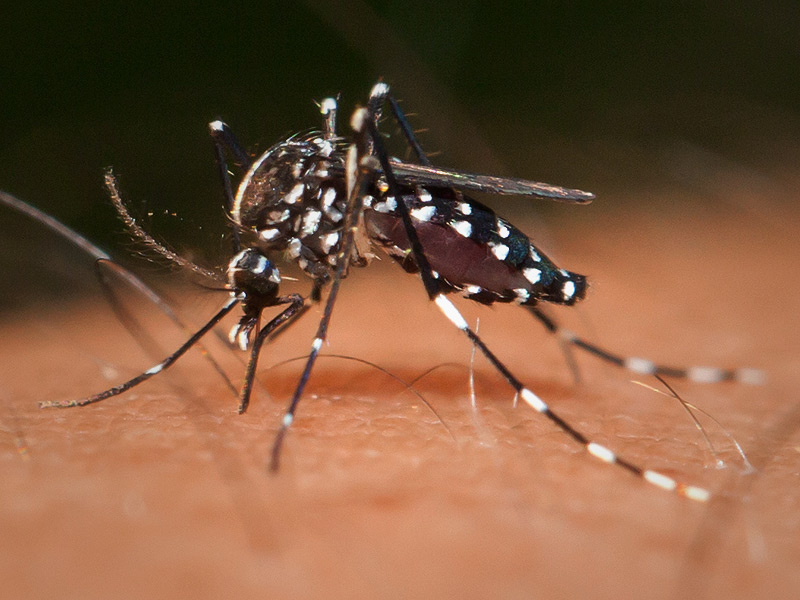 Confirman muerte de niña por dengue en Valle, ya son más de 10.000 los casos y 18 fallecidos