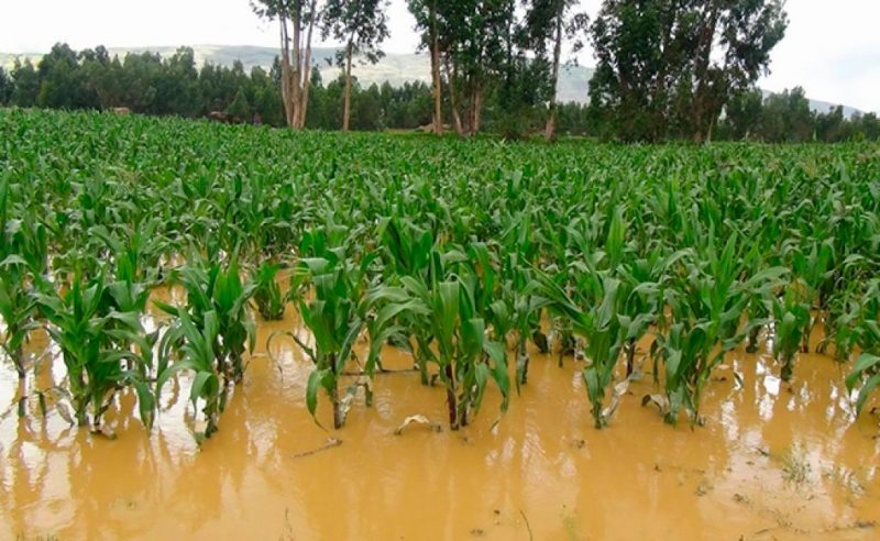 Pérdidas millonarias en la agricultura del Valle deja la fuerte temporada de lluvias