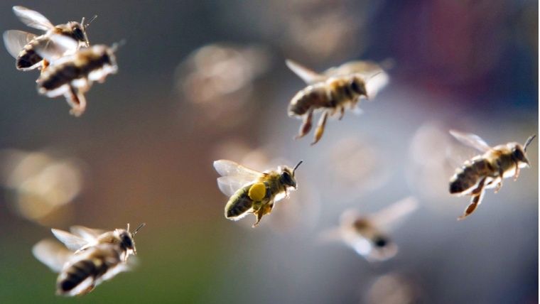 Cinco estudiantes resultaron afectados por ataque de abejas en el oriente de Cali