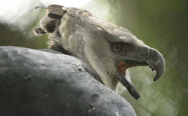 Conozca cómo es el proceso para la reproducción en cautiverio del águila  arpía