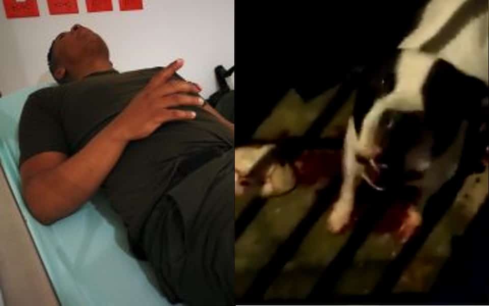 En video: nueva polémica por policía que disparó contra un perro pitbull, en Mojica