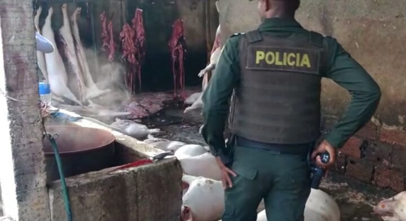 Fue allanado un matadero clandestino de cerdos en el jarillón del río Cauca