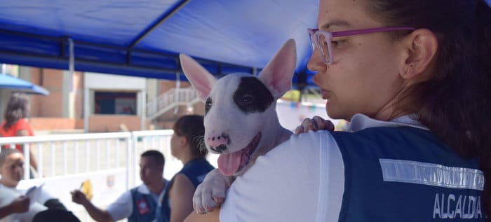 Jornada gratuita de salud animal en Cali se une al Día Mundial contra la Rabia