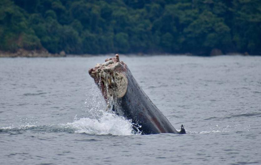 Conmoción: hallan ballena jorobada con su cola amputada por malla de pesca en Chocó