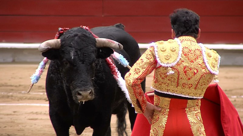 Se aprueban las corridas de toros, peleas de gallos y corralejas en Colombia