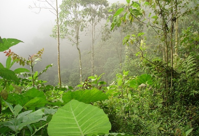CVC: delimitan 4.500 hectáreas del páramo El Duende situado en Valle y Chocó