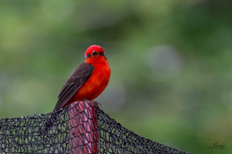 Festival Petronio Álvarez también tuvo su espacio para los amantes de las aves