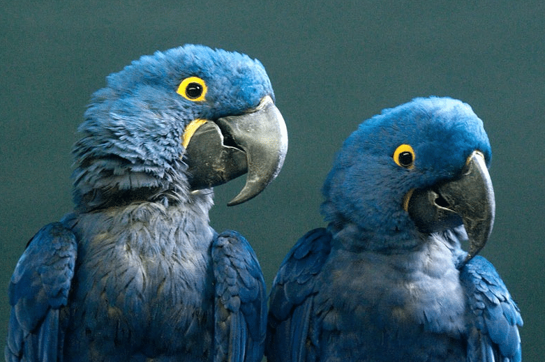 Declaran extinto de su hábitat natural al ave azul que inspiró la película "Río"