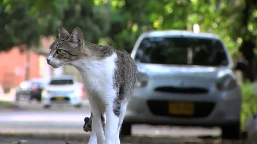Habitantes del barrio Vipasa de Cali denuncian envenenamiento masivo de gatos