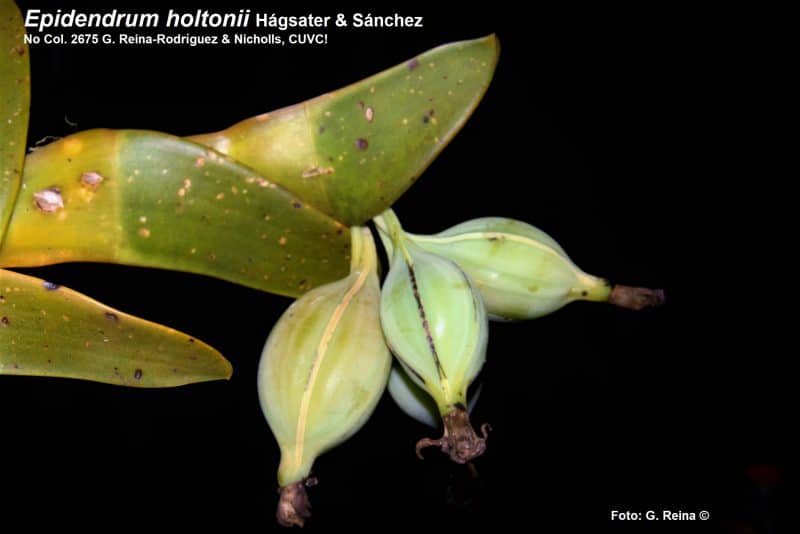 Científicos de Univalle y CVC descubrieron nuevas especies de orquídeas en el Valle