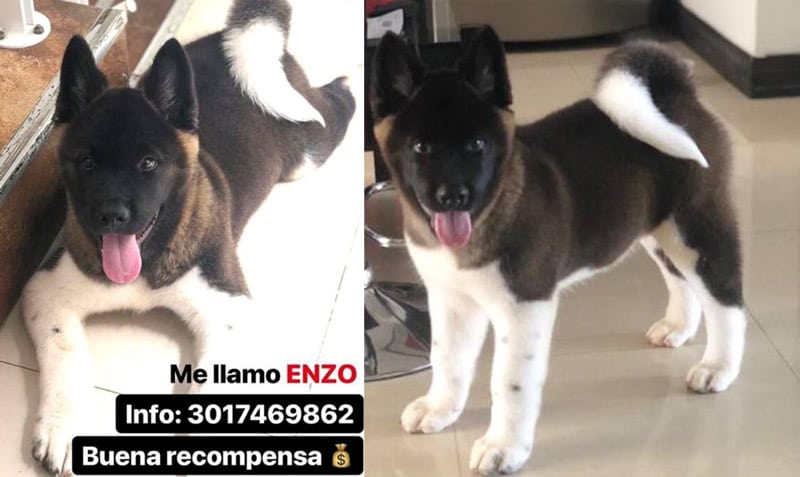 Ladrones roban costoso perro de apartamento de El Ingenio, ofrecen recompensa