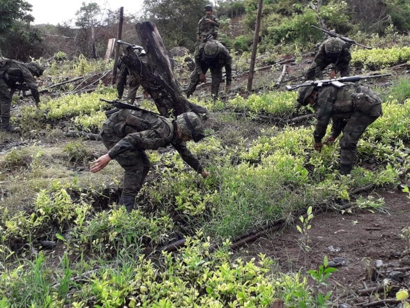 Durante operativo del Ejercito erradican 24 mil matas de coca en veredas del Cauca