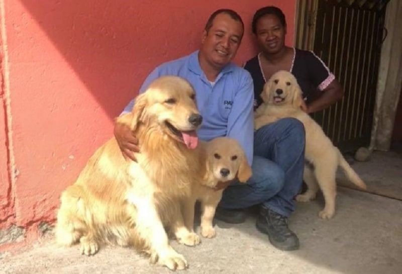 Expositor canino recupera tres de los cuatro Golden Retriever robados en Cali