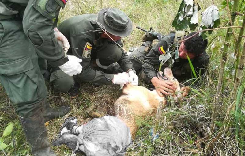 'Nala', la canina que murió por salvar a su guía de las minas en Tumaco