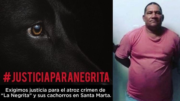 Capturan al ‘Carnicero’ por cruel asesinato de una perra en Santa Marta
