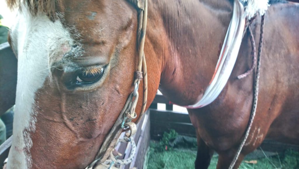 Yegua embarazada fue herida por una bala perdida en pelea de pandillas en Cali