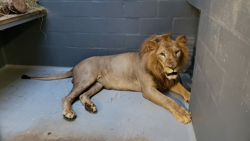 'Mufasa', el león barranquillero, ya se encuentra en el Zoológico de Cali