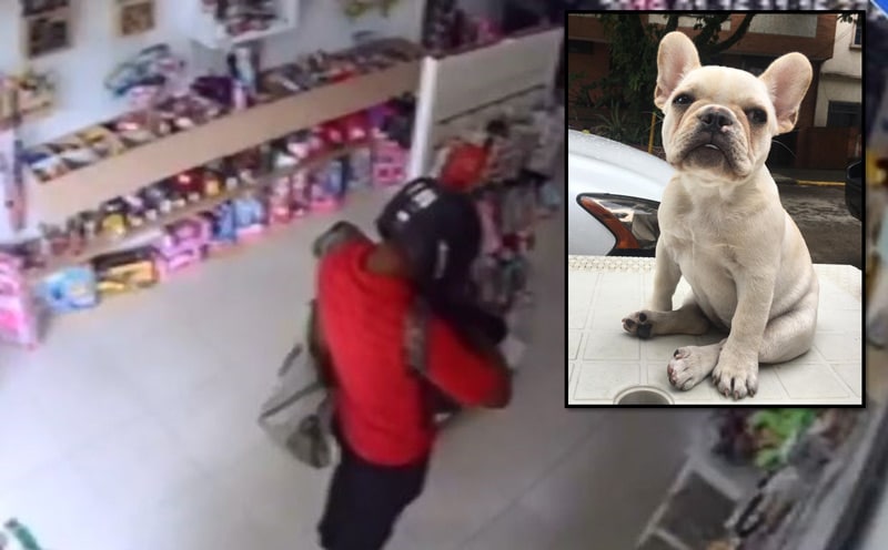 Comerciante de Cali denunció que ladrón robó objetos de valor y a su mascota en su local