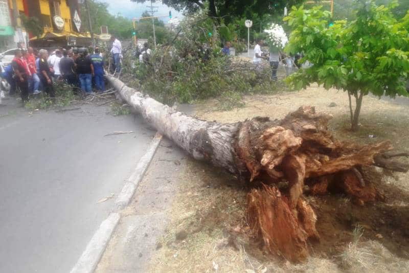 Motociclista murió tras ser golpeado por un árbol que cayó en la Avenida Roosevelt