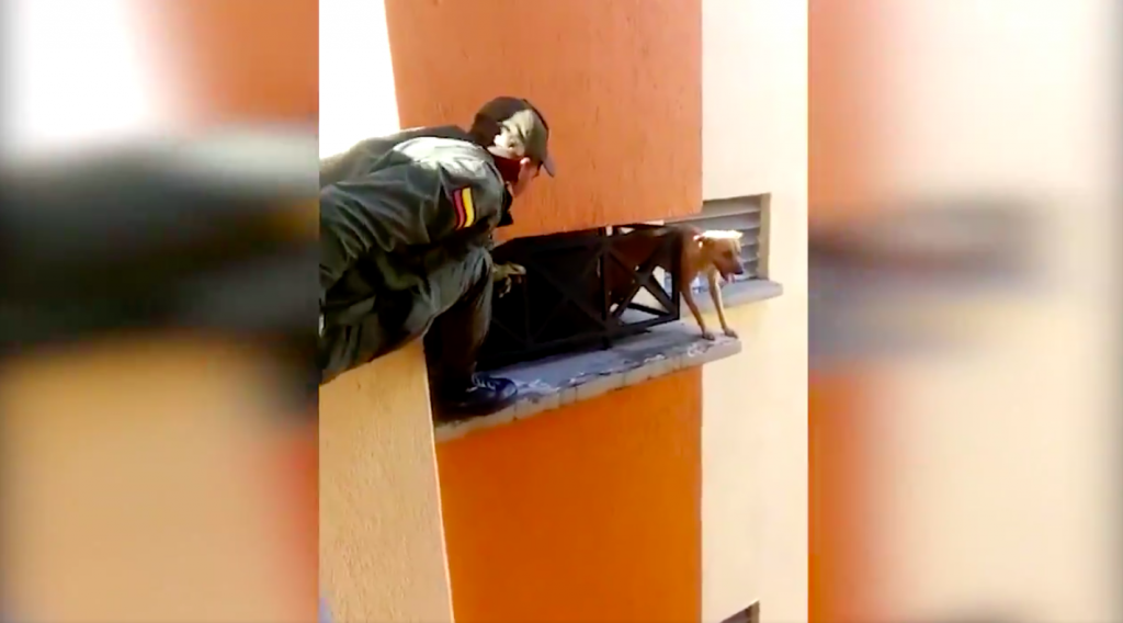Una perra, que estuvo a punto de caer de un cuarto piso, fue rescatada por policías