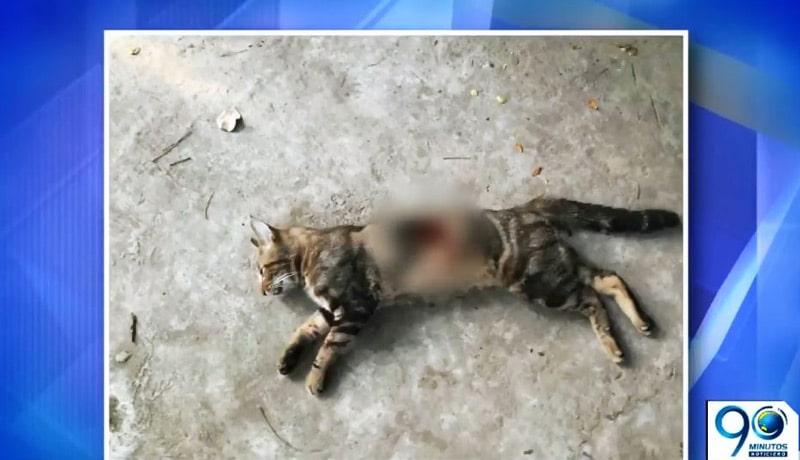 Preocupación en unidad residencial del sur de Cali por aparición de gatos apuñalados