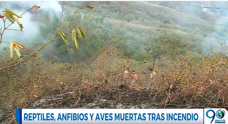 Animales, los principales afectados por incendio forestal en zona rural de Cali