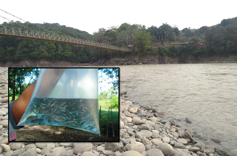 CVC sembrará miles de peces para ayudar a repoblar río Cauca por daño en Hidroituango