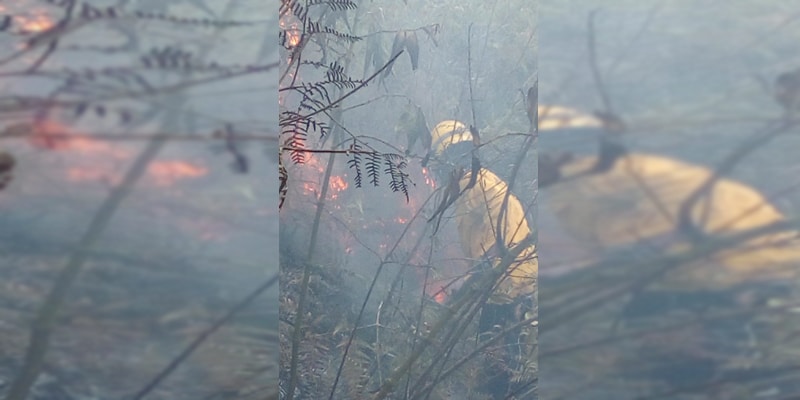 Incendio forestal en el corregimiento La Castilla fue controlado por los Bomberos