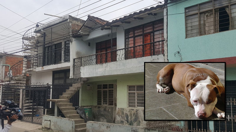 Niño de cinco años fue atacado por un perro Pitbull al caer de un segundo piso