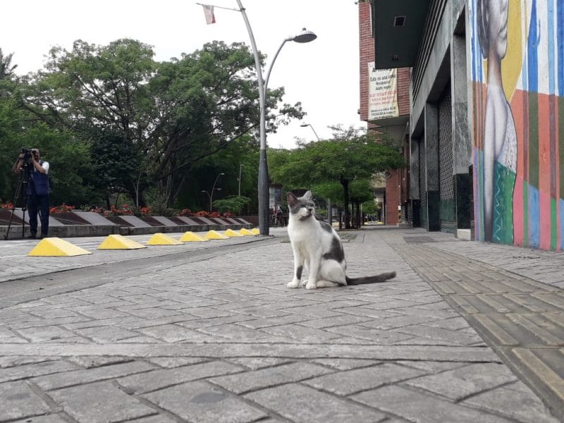 Vecinos al Bulevar del Río denuncian que están envenenando a los gatos del lugar