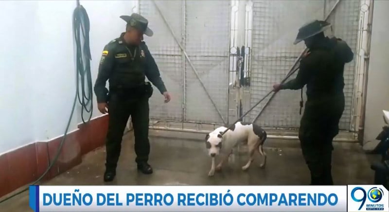 Menor de edad gravemente herida tras ataque de perro en Comuna 21 de Cali
