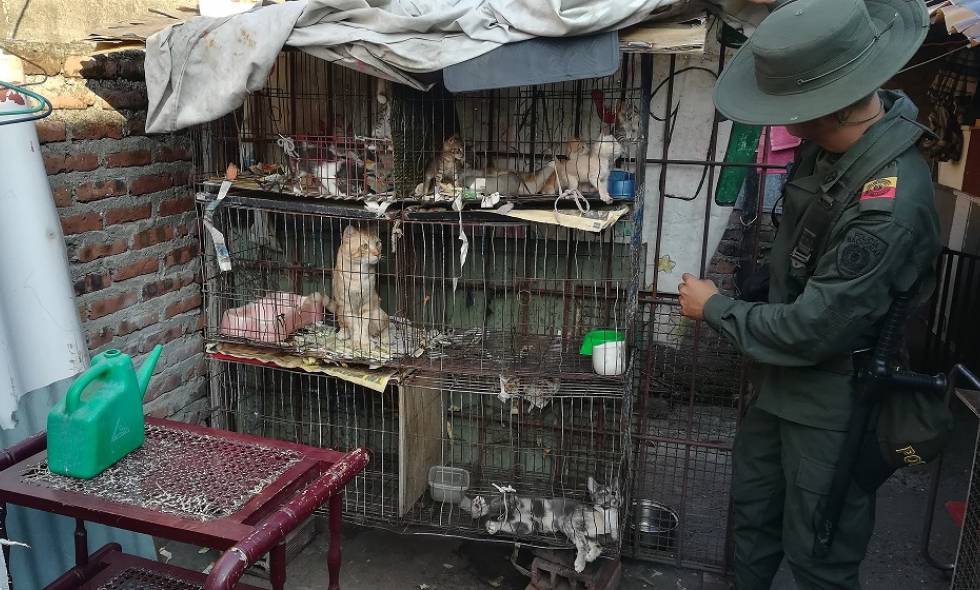 Policía rescató 36 animales que estaban enjaulados en el barrio Asturias