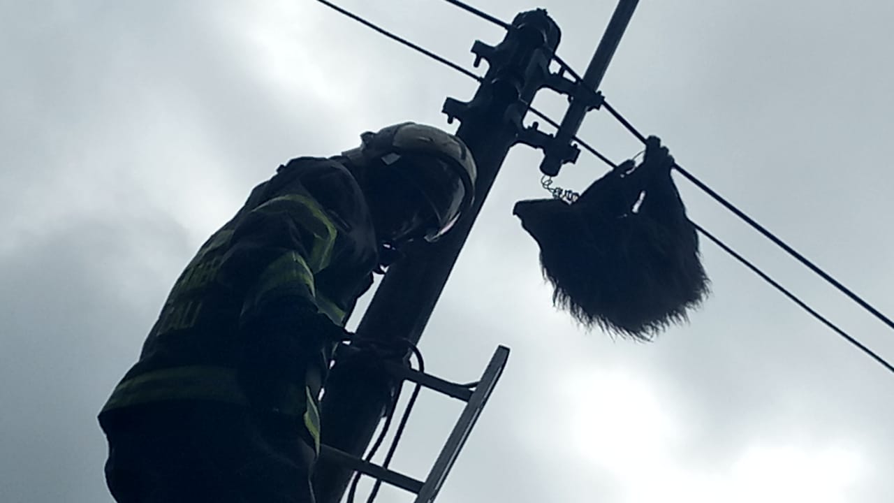 Bomberos hallan muerto a oso perezoso en poste de energía en vía a Cristo Rey