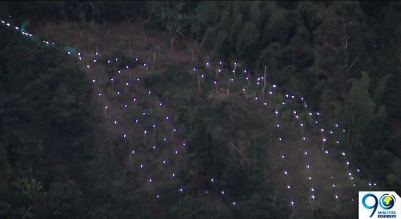 Así son los sembrados de marihuana del Cauca en donde cortarán la energía