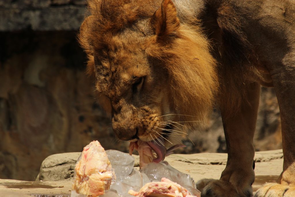 En fotos: animales del Zoológico de Cali recibieron helados de carne y fruta por ola de calor