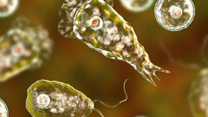 Confirman muerte de un individuo en EEUU a causa de ameba comecerebros