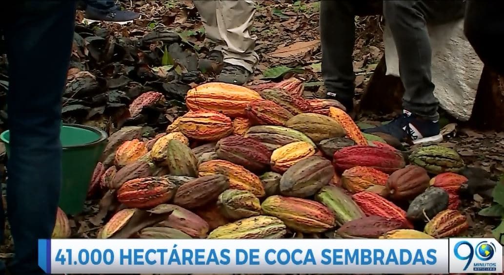Campesinos de Tumaco, Nariño encontraron en el Cacao una forma de sustento