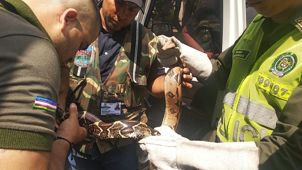 Boa constrictor es rescatada tras estar 24 horas en poste de energía en el sur de Cali