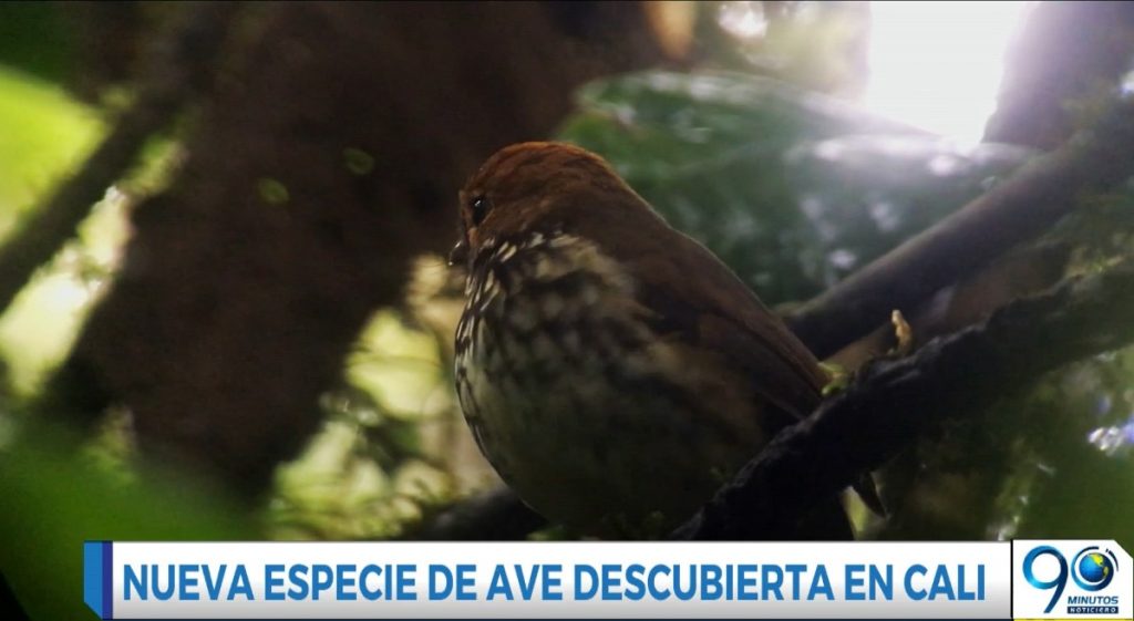 Video: descubren en Cali nueva especie de ave nativa en predio de conservación del Dagma
