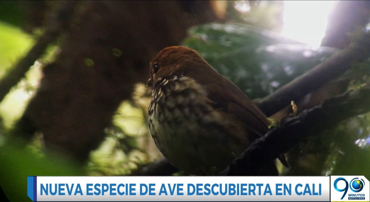 Video: descubren en Cali nueva especie de ave nativa en predio de conservación del Dagma