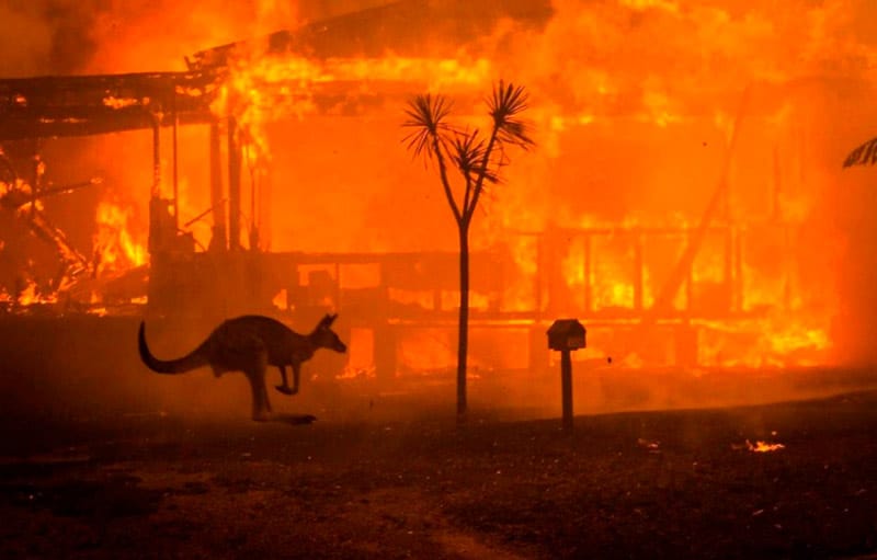 ¡Tragedia! Más de 1.000 millones de animales murieron en incendios forestales en Australia