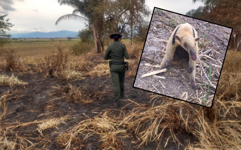 Con fuertes quemaduras, rescatan a oso hormiguero de incendio en Cartago